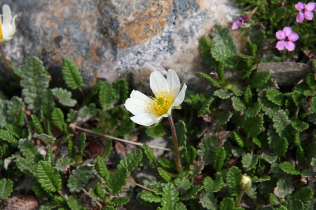 IMG_2619.JPG - Wildflowers along Edith Cavell meadows hike.