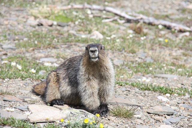 IMG_2628.JPG - A marmot.