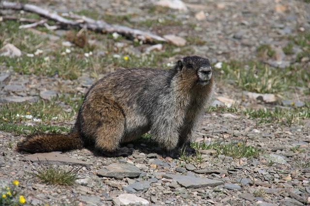 IMG_2630.JPG - A marmot.