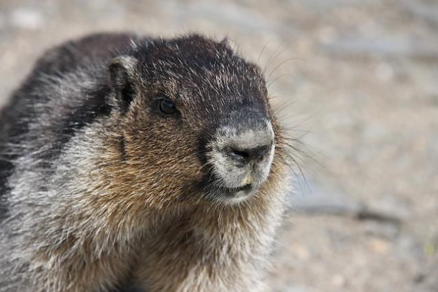 IMG_2639.JPG - A marmot.