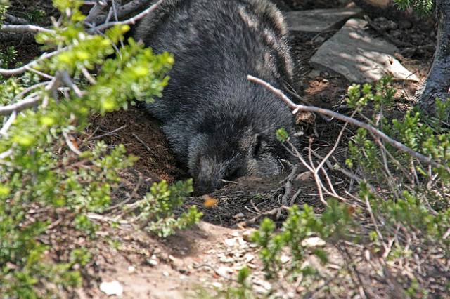IMG_2691.JPG - A marmot in the process of digging a hole.