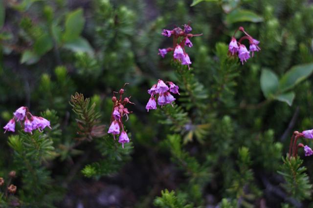 IMG_2743.JPG - Wildflowers along the Jasper Whistler Trail.