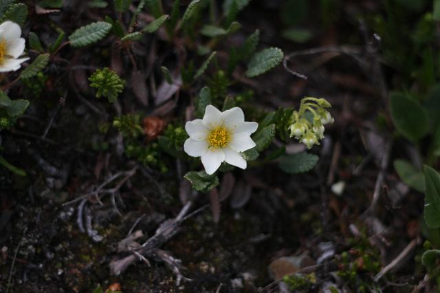 IMG_2749.JPG - Wildflowers along the Jasper Whistler Trail.