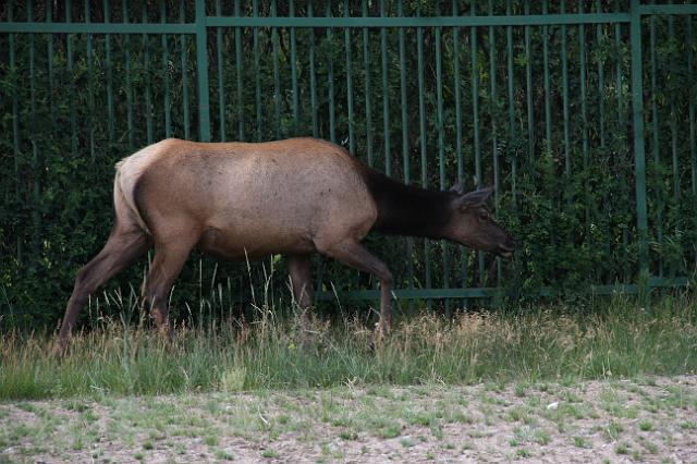 IMG_2824.JPG - Elk at edge of Jasper townsite.