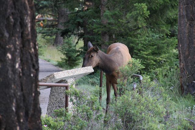 IMG_2833.JPG - Elk along the Lake Annette loop trail.