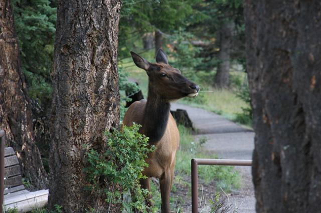 IMG_2836.JPG - Elk along the Lake Annette loop trail.