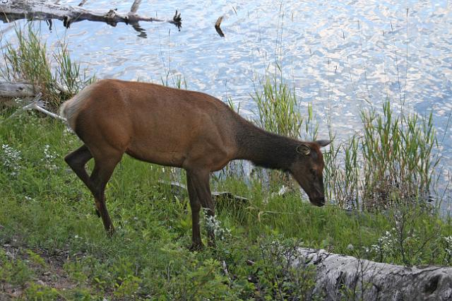 IMG_2848.JPG - Elk along the Lake Annette loop trail.