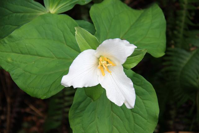 IMG_6398.JPG - A trillium.