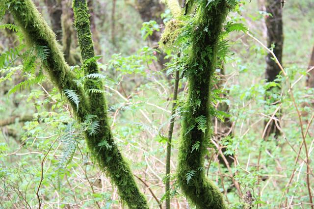 IMG_6400.JPG - Foliage around Cape Perpetua. Ferns have taken root on the moss covered tree limbs.