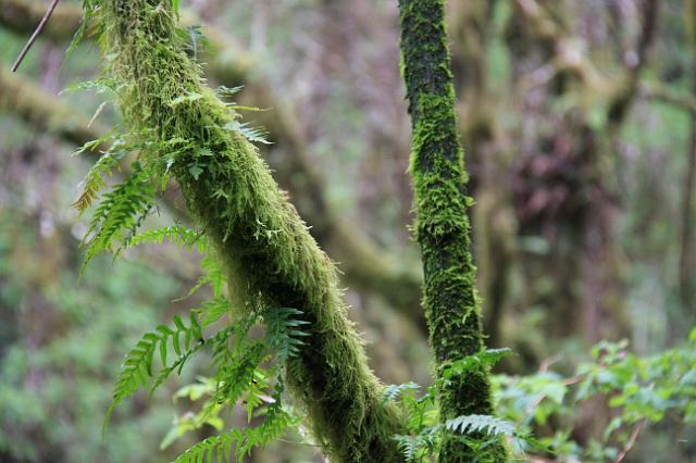 IMG_6401.JPG - Foliage around Cape Perpetua. Ferns have taken root on the moss covered tree limbs.