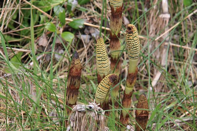 IMG_6403.JPG - These gave Joyce a start because of their resemblance to rattle snakes.