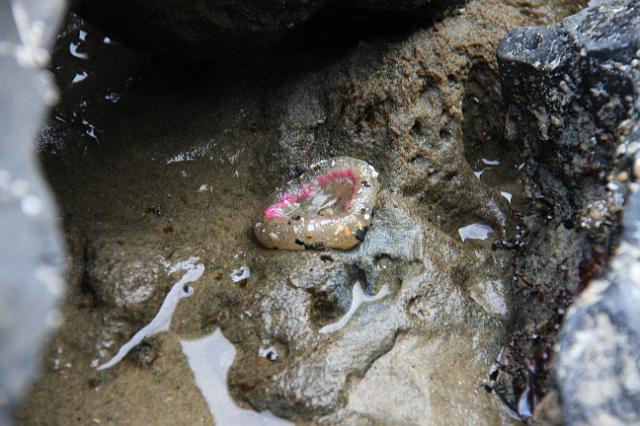 IMG_6415.JPG - Jelly fish in the tidal pools around Seal Rock.