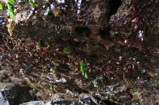 IMG_6416.JPG - Seal Rock tidal pools.