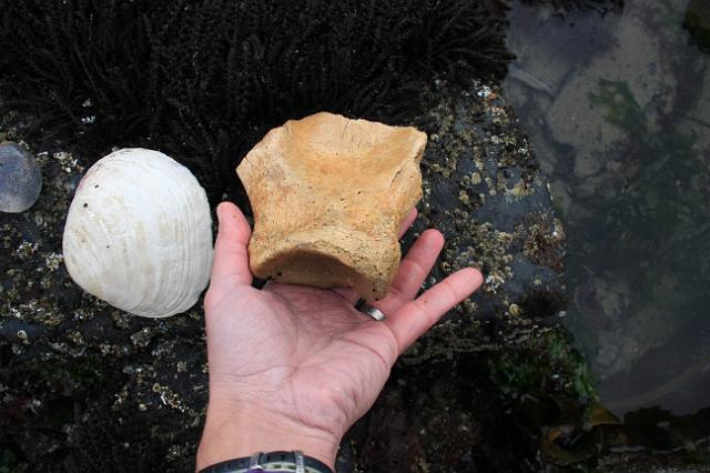 IMG_6435.JPG - Whale vertebrae in the tidal pools.
