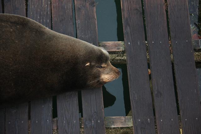 IMG_6447.JPG - California sea lions resting on Newport's docks.