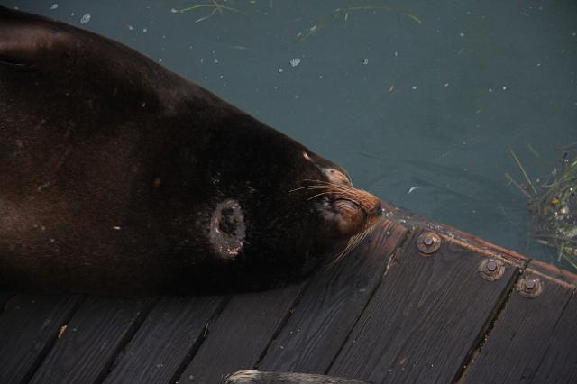 IMG_6448.JPG - California sea lions resting on Newport's docks.