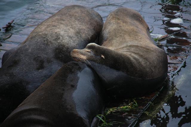 IMG_6449.JPG - California sea lions resting on Newport's docks. These can get up to 660 pounds and 8 feet long.