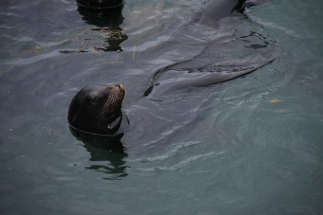 IMG_6450.JPG - California sea lion poking head out of water.