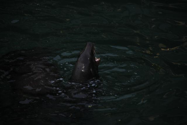 IMG_6458.JPG - Sea lion barking.