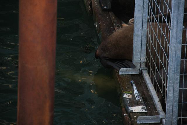 IMG_6461.JPG - Sea lion pooping... at least they don't go in the cage!