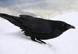 IMG_6771