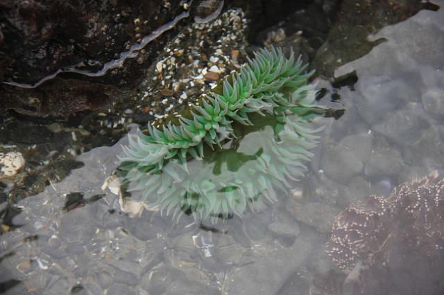 IMG_6310.JPG - Marine life in the middle/Llw tide zone.  This is a green sea anemone... there's also a star fish to the right.