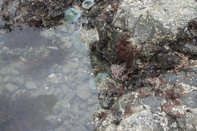 IMG_6312.JPG - Various anemones, starfish, and other sea life.