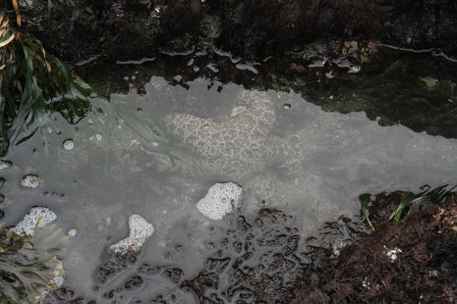 IMG_6313.JPG - Starfish in the tide pools along the Coast Trail near Cape Blanco, OR