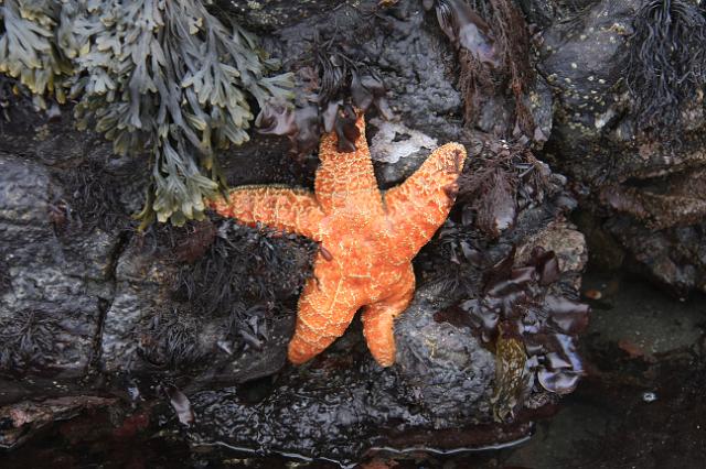 IMG_6317.JPG - Starfish in the tide pools along the Coast Trail near Cape Blanco, OR