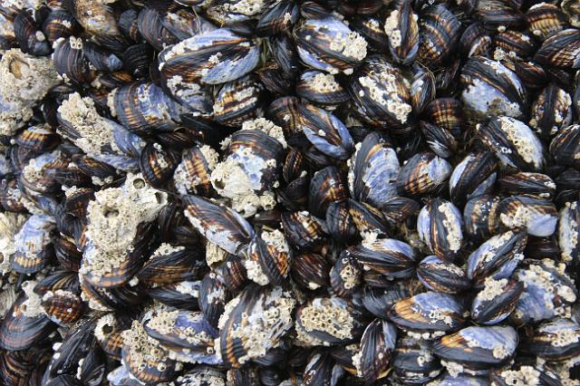 IMG_6320.JPG - A large cluster of clams along the coast trail.