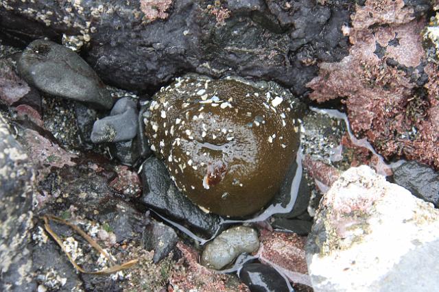 IMG_6321.JPG - This is an anemone too.