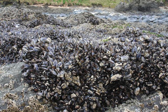 IMG_6332.JPG - A very large cluster of clams.