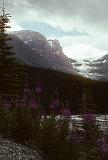 cycling_the_icefields_parkway