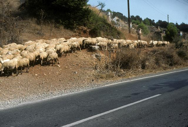 greece0083.jpg - One of many sheep/goat crossings while cycling on the backroads.