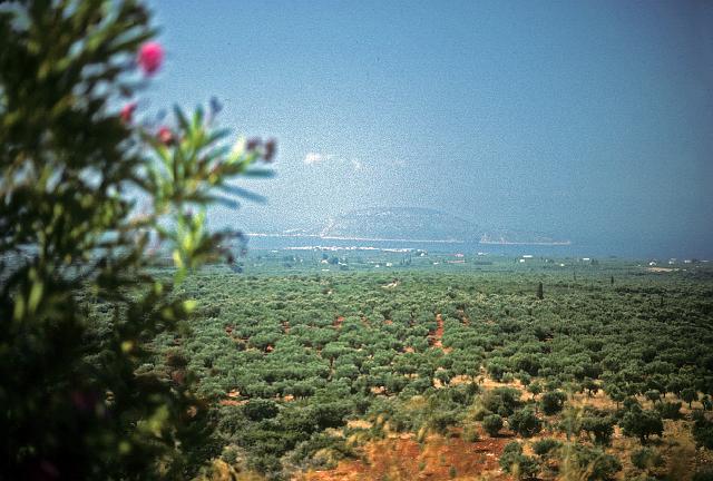 greece0090.jpg - Olive groves stretch to the sea.