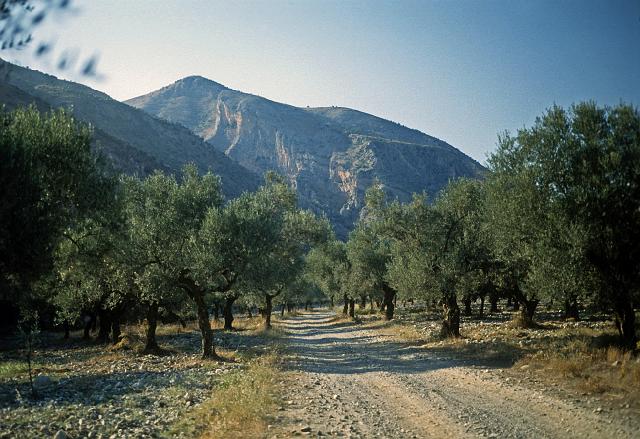 greece0149.jpg - Hiking along an olive grove in the village of Kalivia, near Sparta.