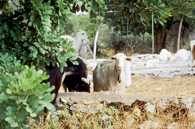 greece0162.jpg - Goats on a tiny subsistence farm near Kalamata.