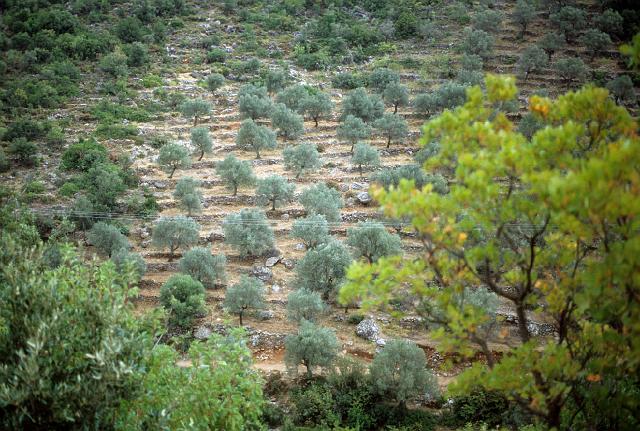 greece0167.jpg - Steeply terraced olive orchards.