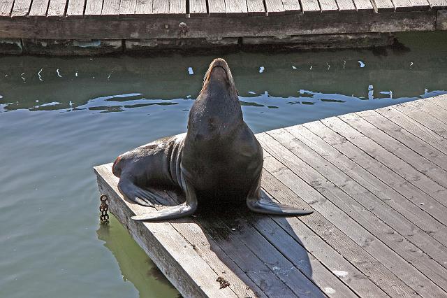 IMG_1170.JPG - Pier 39 Sea Lions.