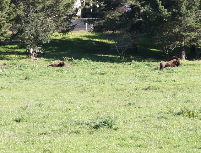 IMG_1181.JPG - Buffalo in Golden Gate Park.