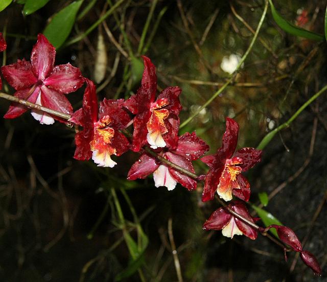 IMG_1259.JPG - Inside the Royal Conservatory of Flowers.