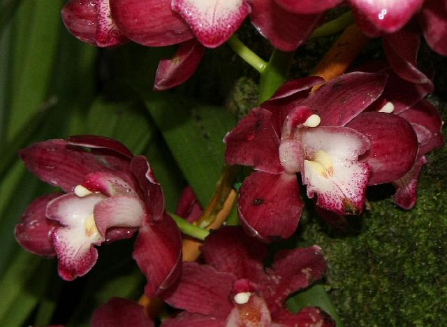 IMG_1263.JPG - Inside the Royal Conservatory of Flowers.