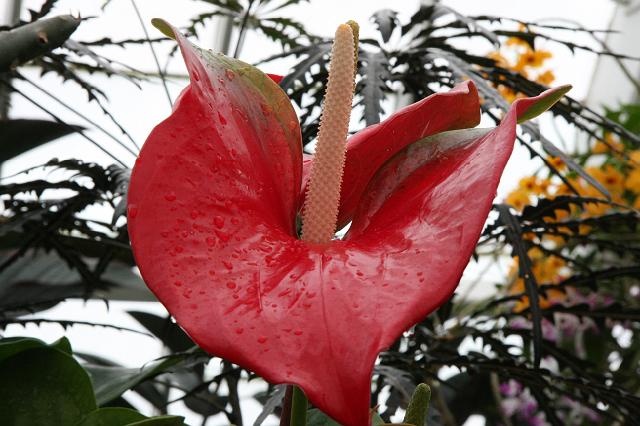 IMG_1291.JPG - Inside the Royal Conservatory of Flowers.