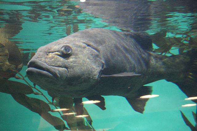 IMG_1308.JPG - One of the many aquariums in the California Academy of Sciences.