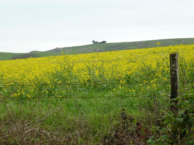 P1000186.JPG - A sea of yellow and green.