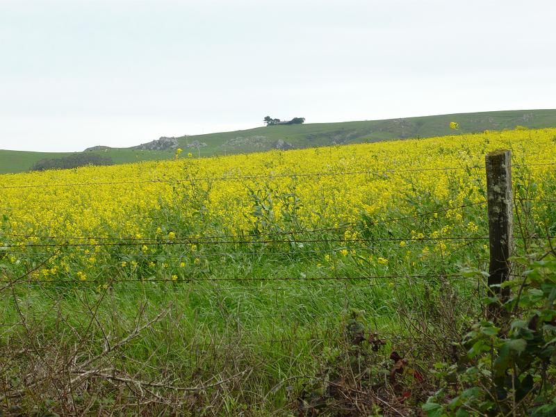 P1000186.JPG - A sea of yellow and green.